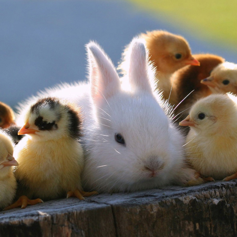 Chicks and Bunnies Windows Theme